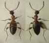 Anthelephila pedestris